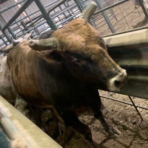 Meet your Posher, Alaynah